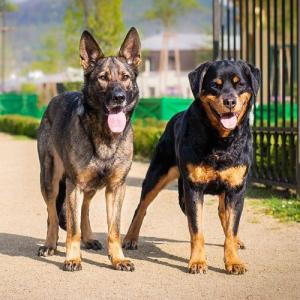 Canineforce Doghouse