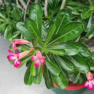 Turkana Flowers