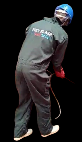 Picture 1 of PEST FLASH Fumigation & Pest Control Services