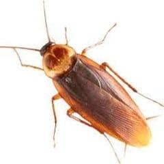 Picture 3 of PEST FLASH Fumigation & Pest Control Services