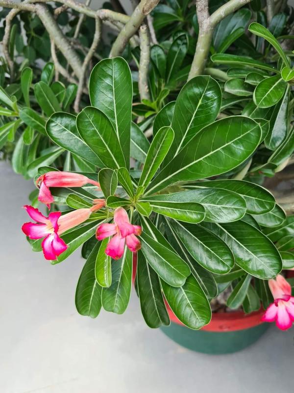 Picture 1 of Turkana Flowers