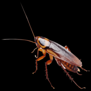 Cockroach Control Service