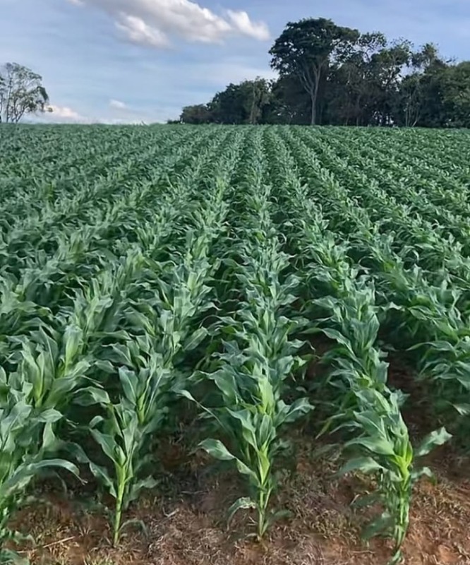 Picture 2 of Okestlife Deep sea protein fertilizer
