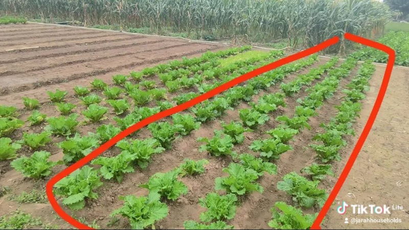 Picture 3 of Okestlife Deep sea protein fertilizer